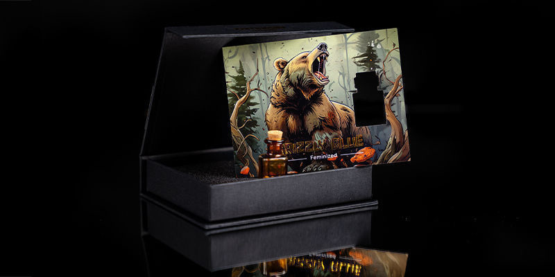 Palier 4 — Roaring Bear : Grizzly Glue