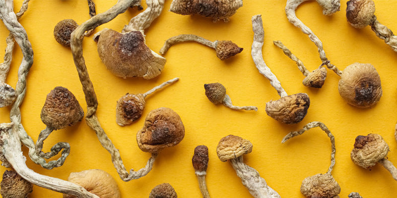 Mythe : Tous Les Champignons Magiques Sont Identiques