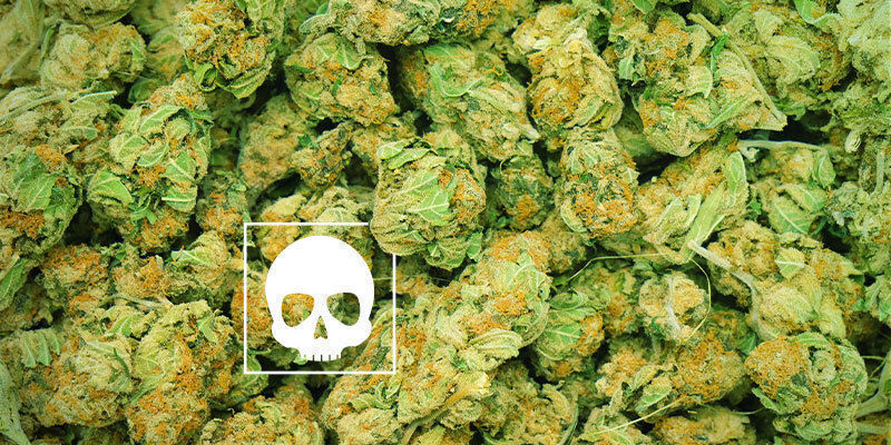 Quelle Quantité De Cannabis Est Mortelle ?