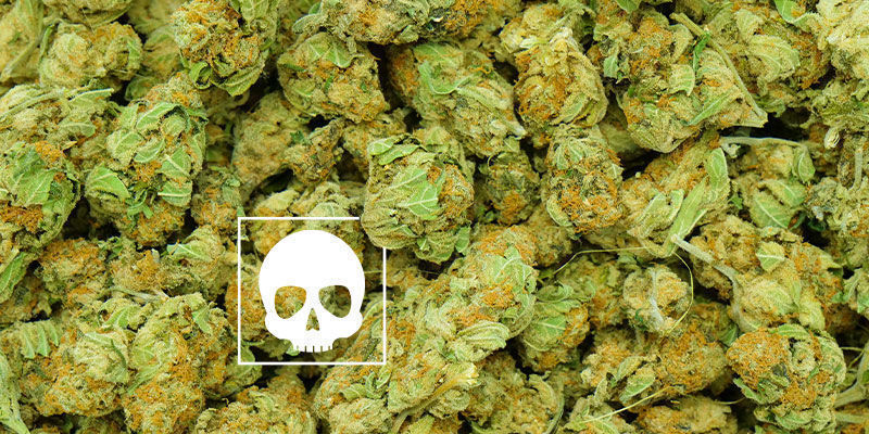 Quelle Quantité De Cannabis Est « Excessive » ?