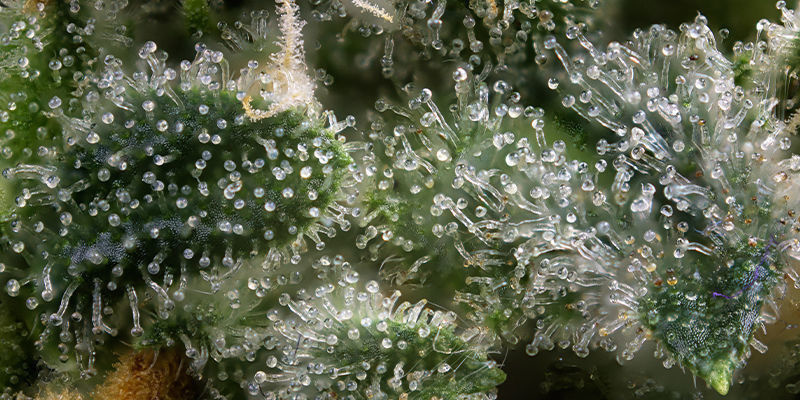 Le cannabis comme outil de biohacking