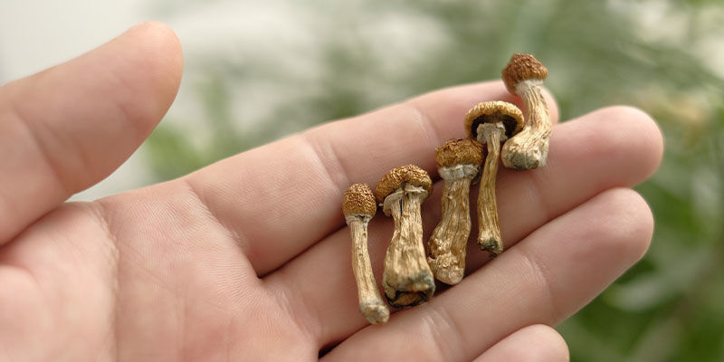 Biohacking avec les champignons : le cadeau de la nature