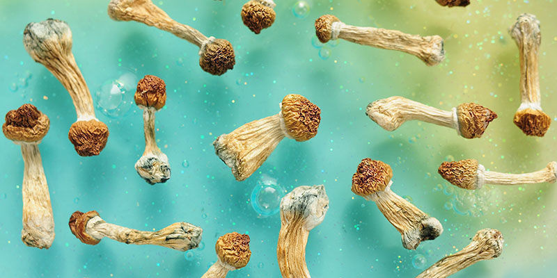 Biohacking avec les champignons psychédéliques