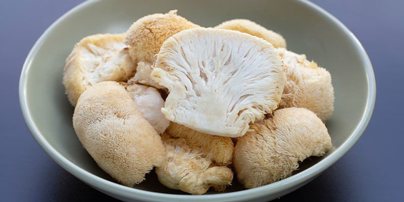 Les bienfaits cognitifs et physiques des champignons médicinaux