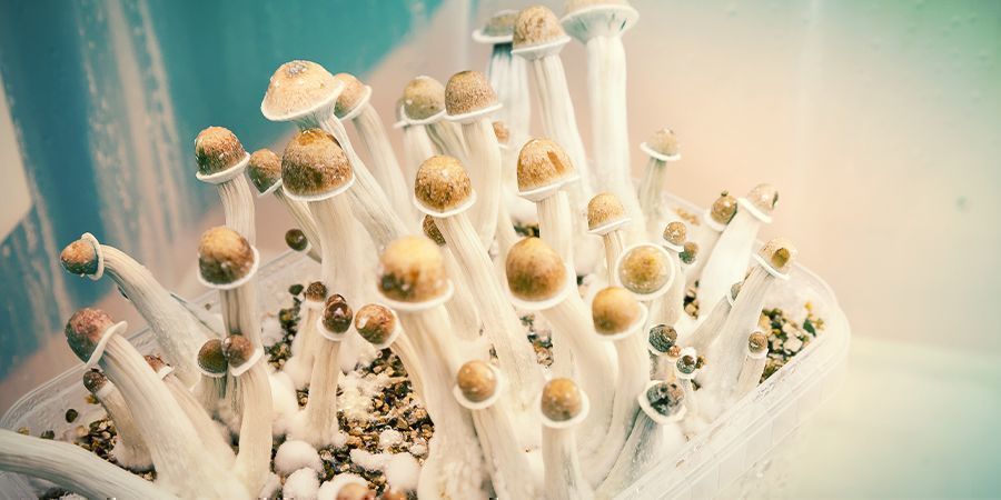 Les Bases De La Culture Des Champignons