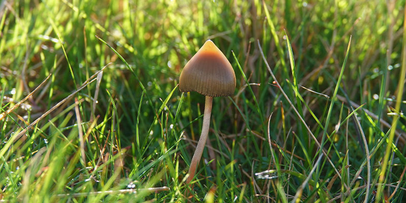 Psilocybe semilanceata (liberty cap)