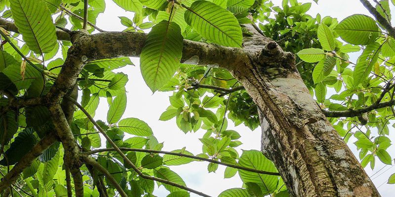 Connaître l’espèce kratom