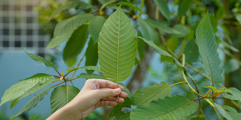 Quels sont les différents noms du kratom ?