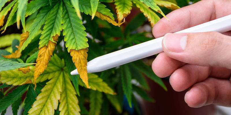 L’IA dans la lutte contre les ravageurs du cannabis