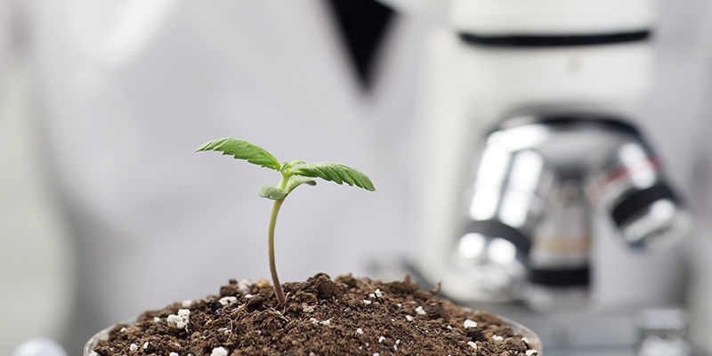 L’IA dans le développement des variétés de cannabis