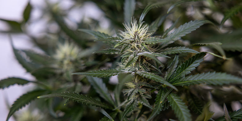 L’IA dans la fabrication de dérivés du cannabis (tels que les concentrés et les comestibles)
