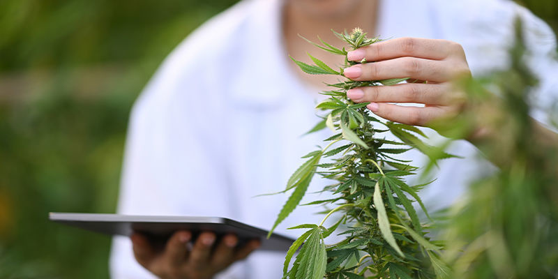 Améliorer la vente au détail de cannabis grâce à l’IA