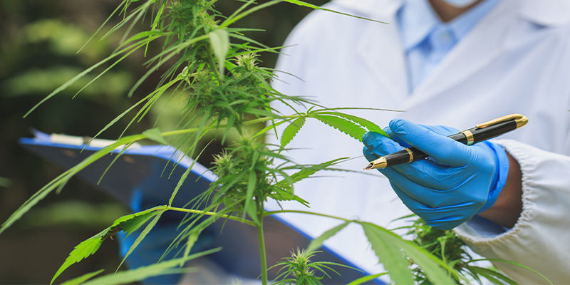 Implications futures de l’IA pour le secteur du cannabis