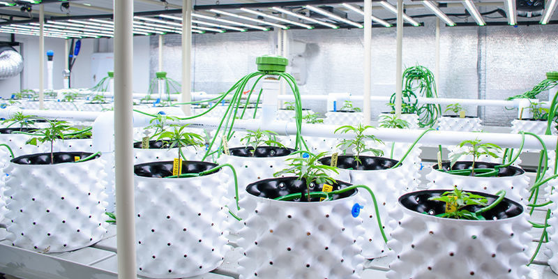 Le rôle de l’IA dans la culture et l’agriculture du cannabis