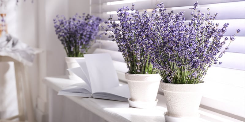 Lavande (Lavandula angustifolia)