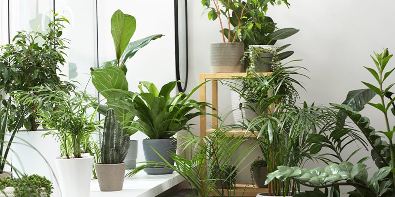Pourquoi les plantes d’intérieur sont-elles essentielles durant les mois les plus froids ?