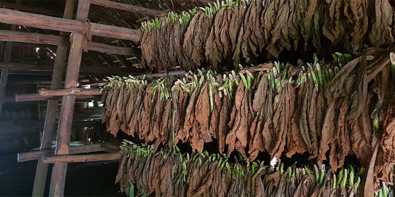 Alors, qu’est-ce que la feuille de Fondreaulong ?