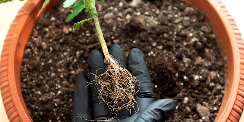 Nutriments de base et additifs