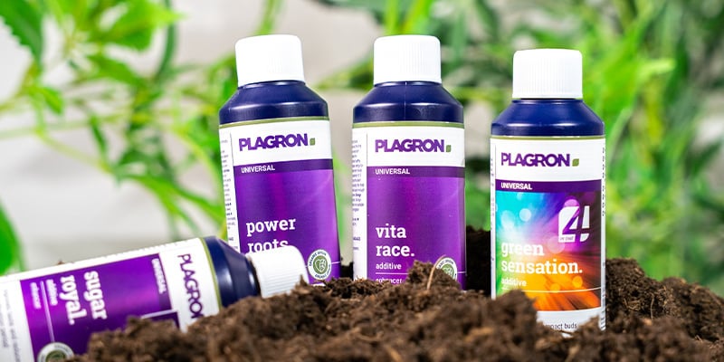 Additifs pour cannabis : une option à envisager