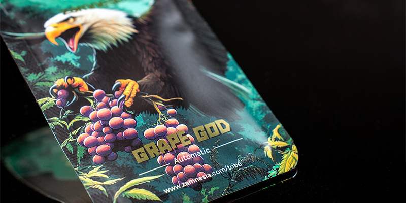 Rang 5 : Grape God Automatic (Zamnesia Seeds)