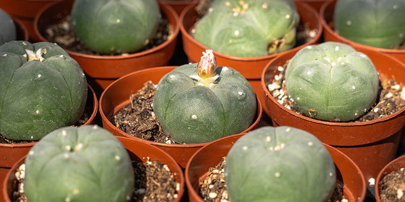 Qu’est-ce que le cactus peyotl : une plante sacrée bien ancrée dans son époque