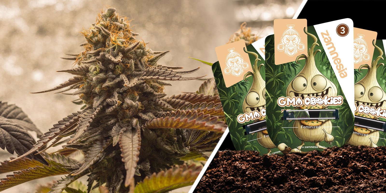 GMO Cookies : forte et incroyablement funky