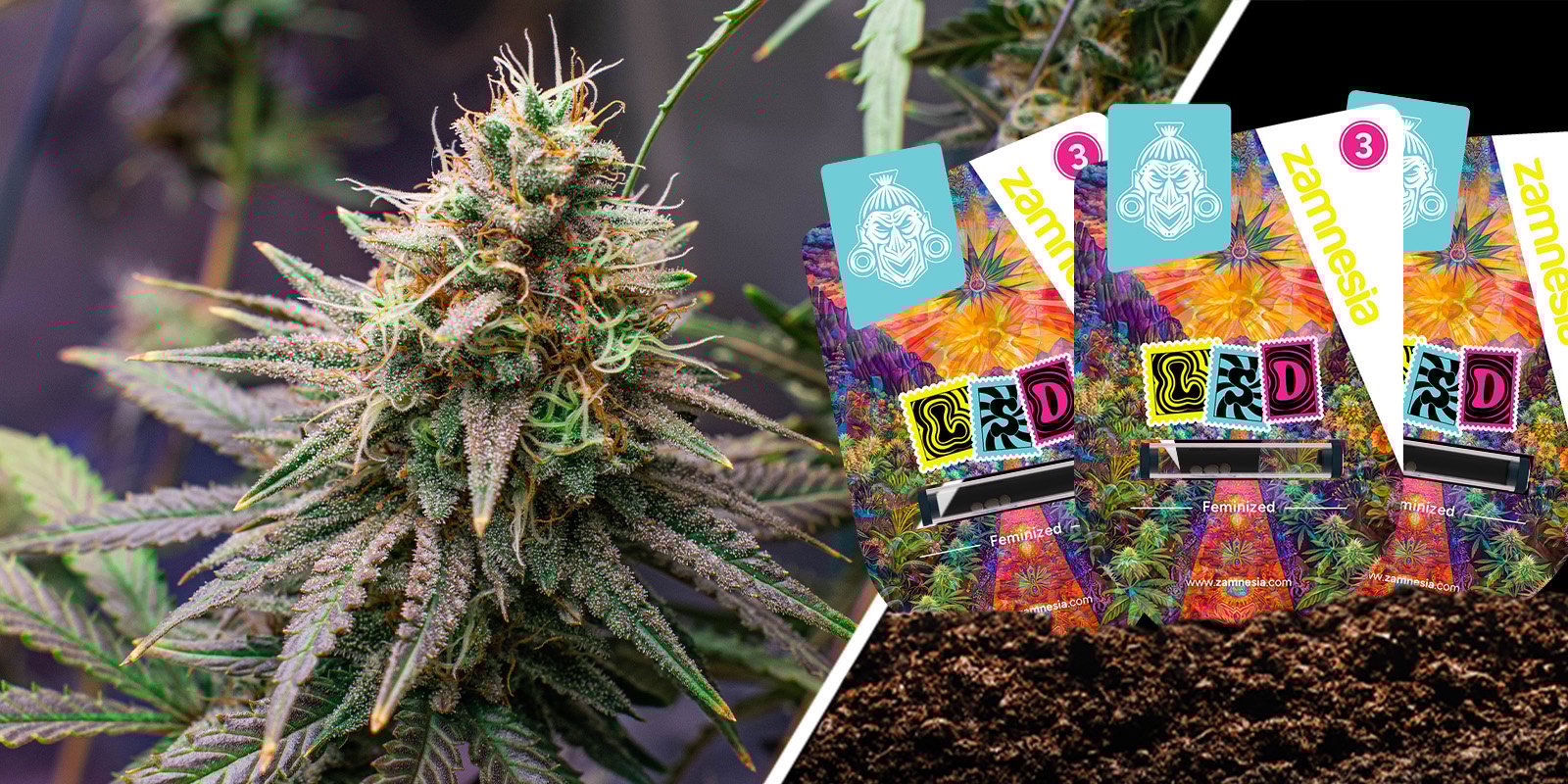 LSD : une Skunk old school avec une touche psychédélique