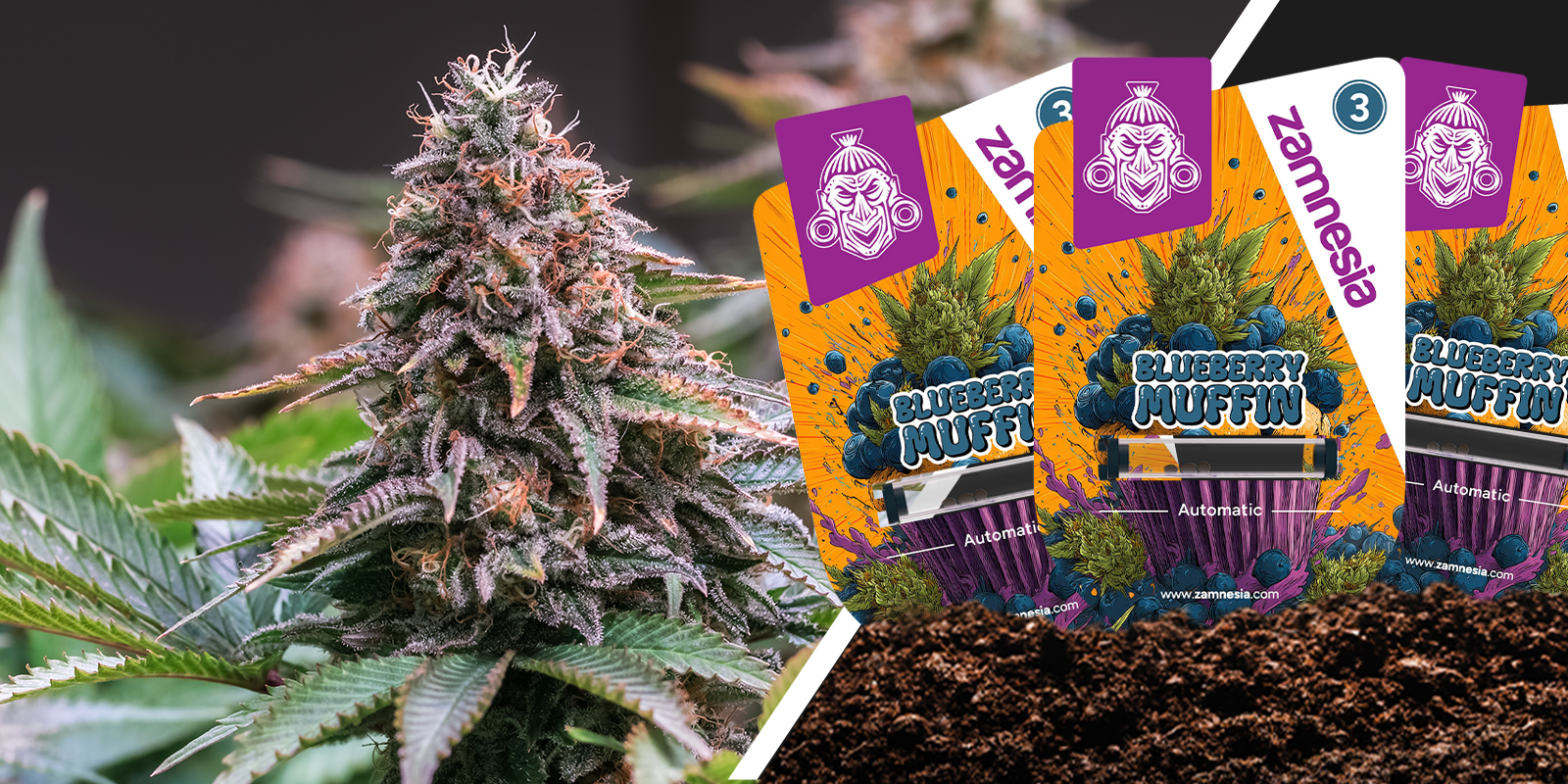 Blueberry Muffin : une douceur de baie dans chaque bouchée Blueberry Muffin : une douceur de baie dans chaque bouchée