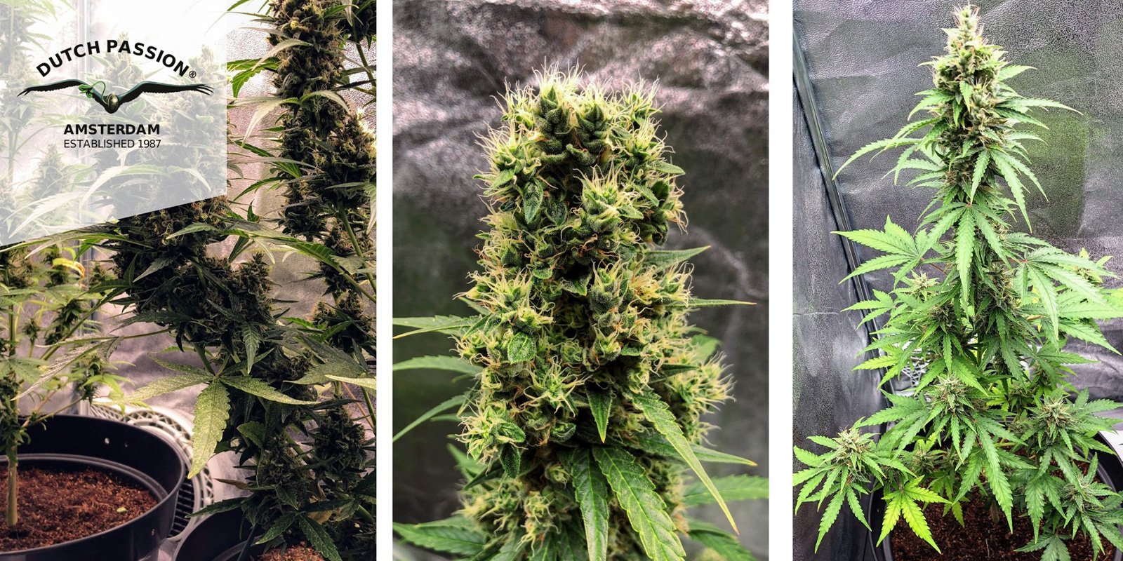 Auto White Widow (Dutch Passion) f&eacute;minis&eacute;e