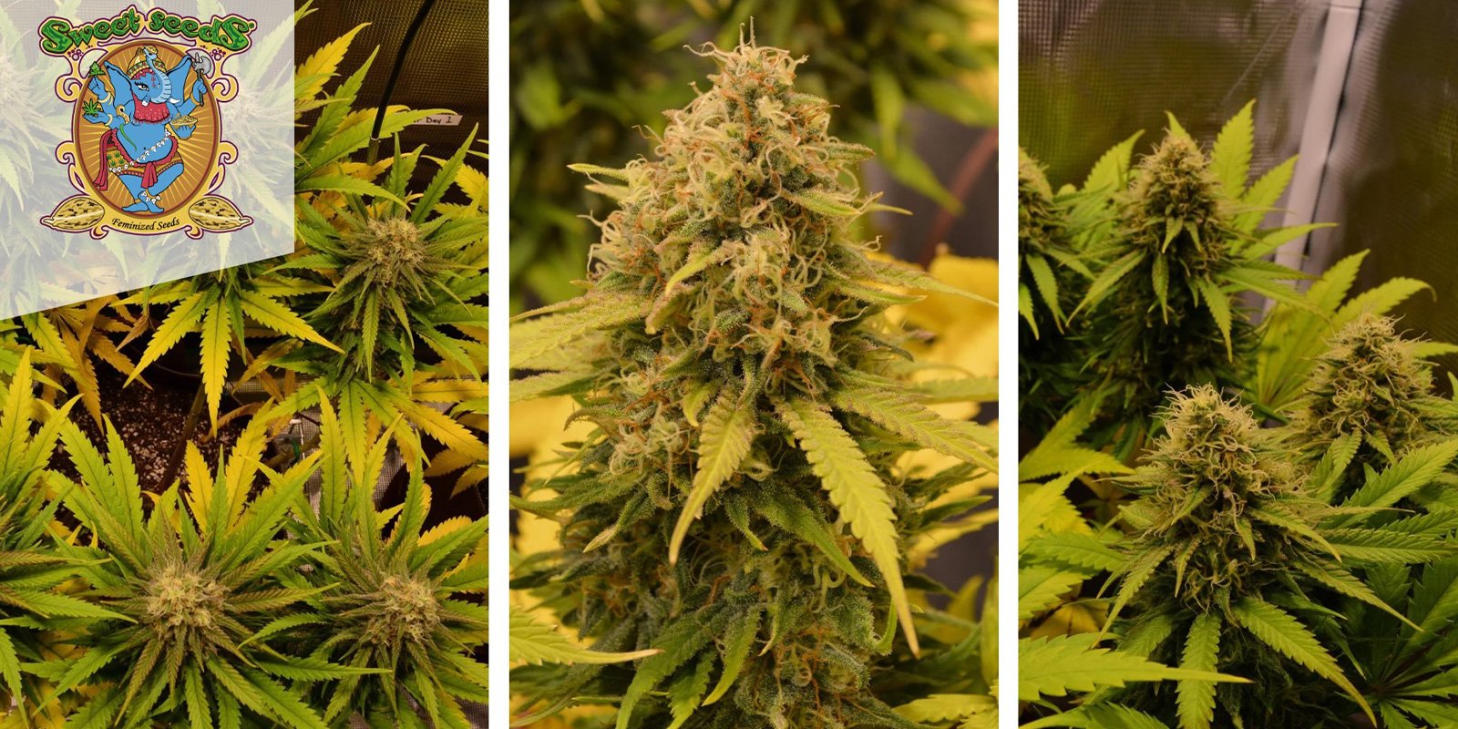 Green Poison Auto (Sweet Seeds) f&eacute;minis&eacute;e