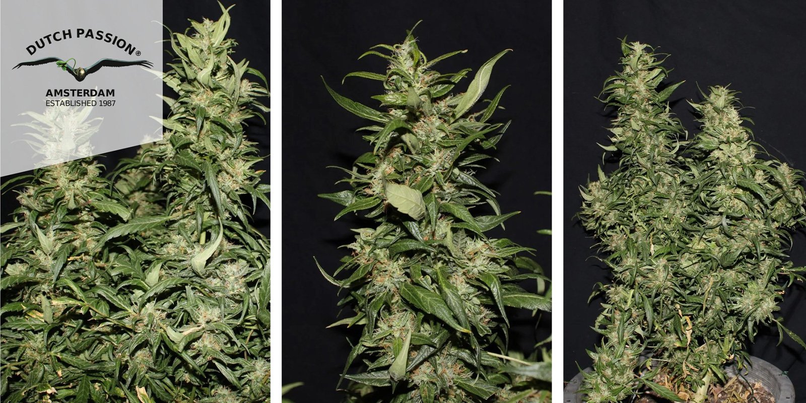 Hollands Hope (Dutch Passion) f&eacute;minis&eacute;e