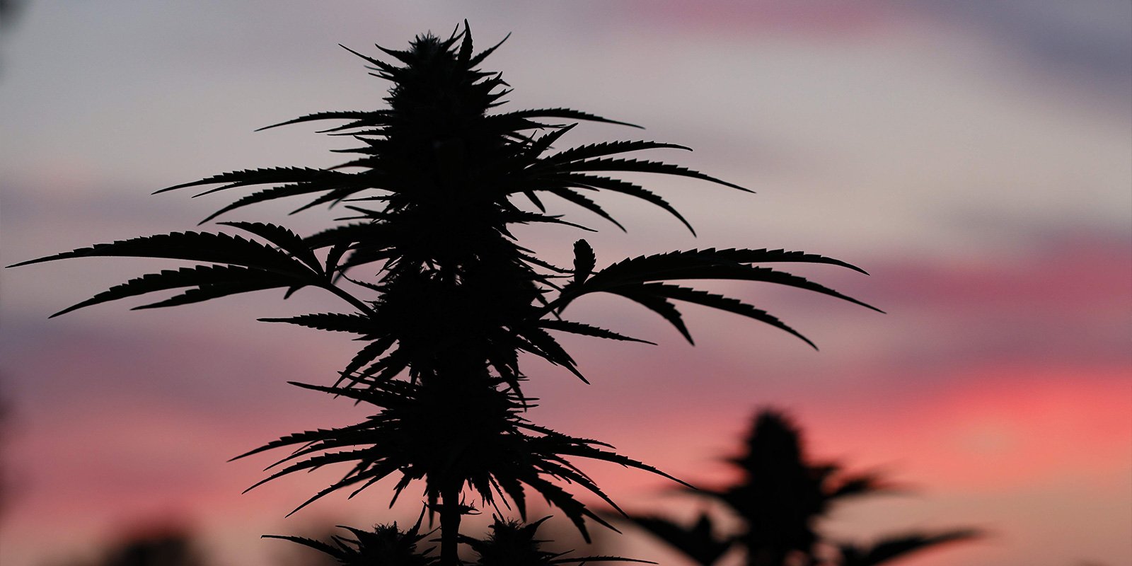 Mettez toutes les chances de votre c&ocirc;t&eacute; pour r&eacute;ussir votre culture outdoor en Pologne