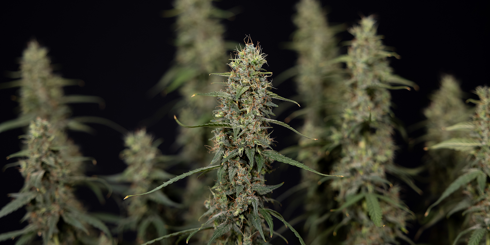 Explore the world of Expert Seeds