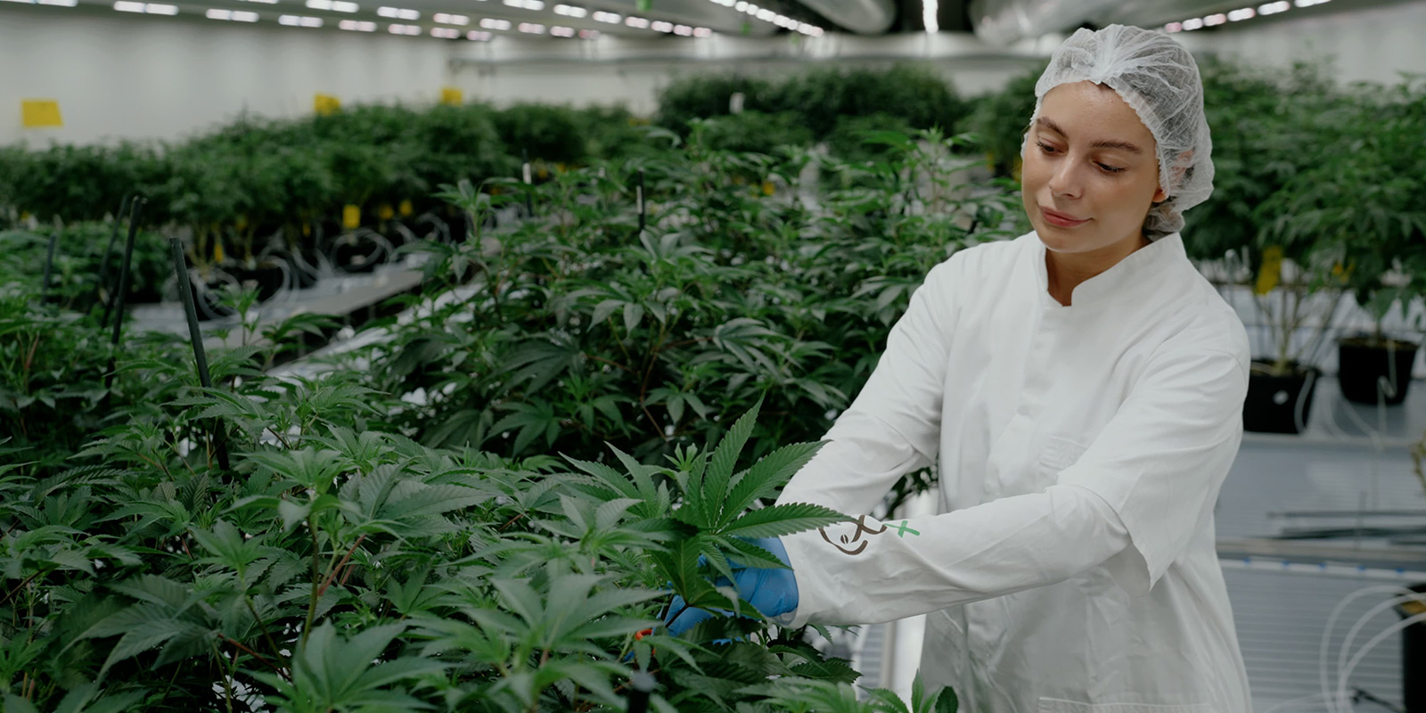 Affiner des ic&ocirc;nes n&eacute;erlandaises : l&rsquo;&eacute;volution de White Choco et Super Silver Haze