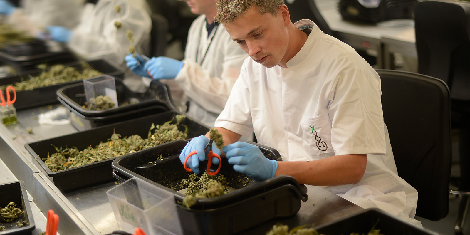 La synergie : Hollandse Hoogtes x Amsterdam Genetics