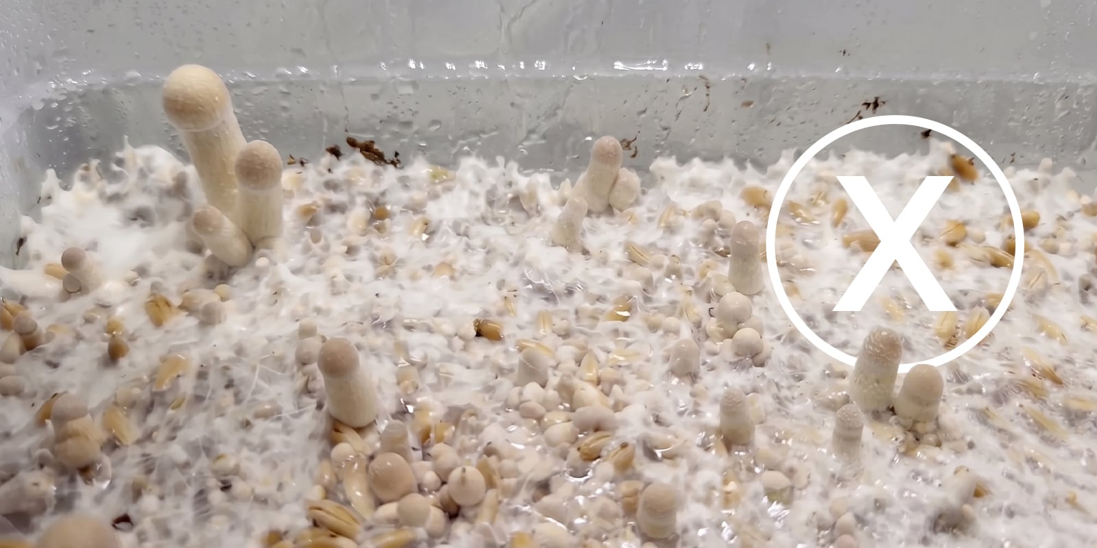 Erreurs fréquentes dans une culture de champignons en shoebox Erreurs fréquentes dans une culture de champignons en shoebox