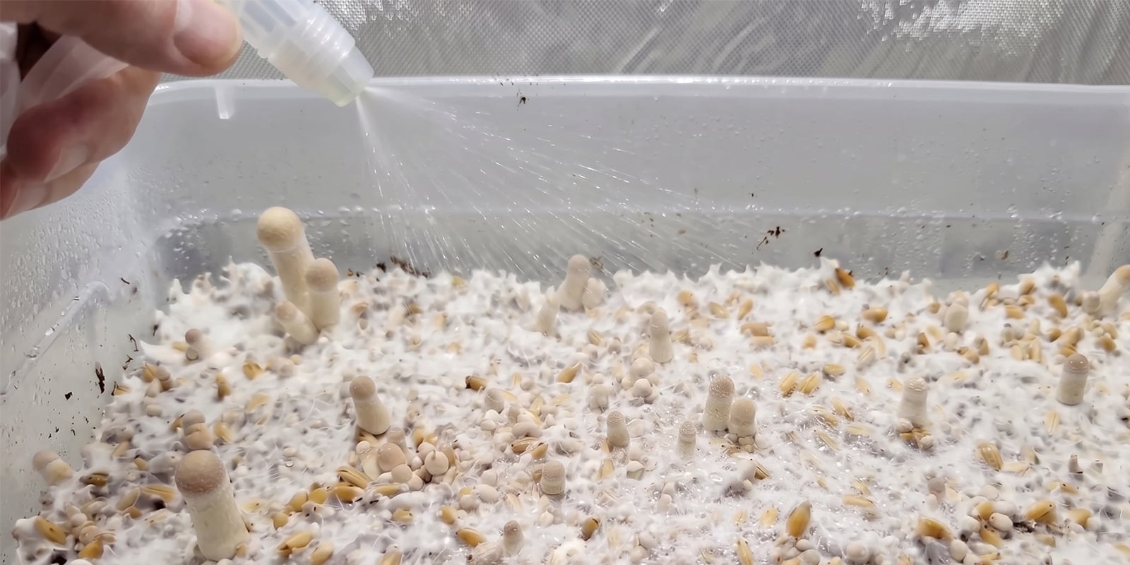Comment augmenter les rendements dans une culture de champignons en shoebox Comment augmenter les rendements dans une culture de champignons en shoebox