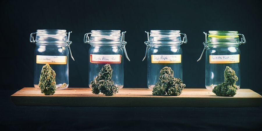 LE CURING DE CANNABIS