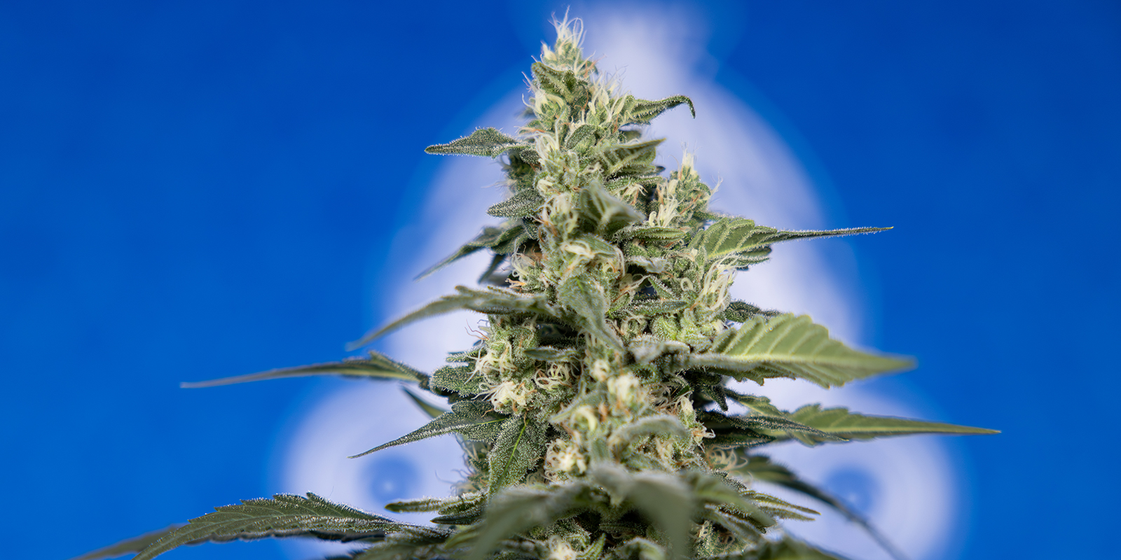 Devriez-vous cultiver votre propre herbe ?