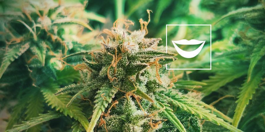 Les Meilleures Variétés De Cannabis Pour Rire