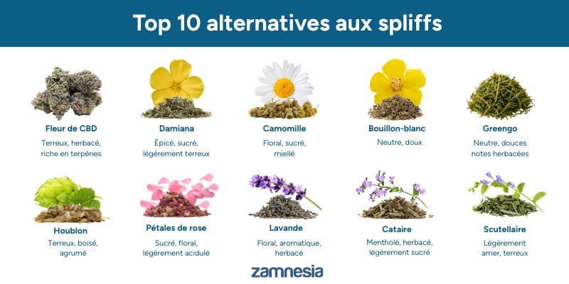 Guide visuel : les 10 meilleurs substituts comparés