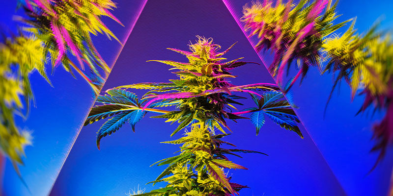 Les Produits Comestibles Font-ils Ressortir La Véritable Nature Psychédélique Du Cannabis ?