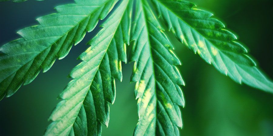 Cherchez Constamment Des Signes De Stress Lié À La Lumière - plantes de cannabis