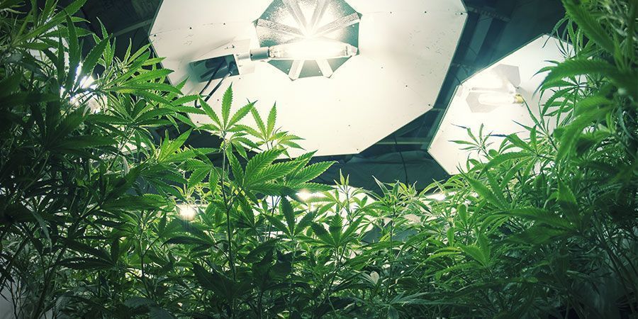 Lampes HID (MH & HPS) - plantes de cannabis