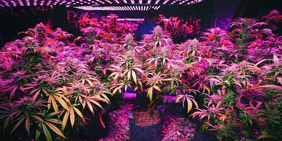 Lampes LED - plantes de cannabis