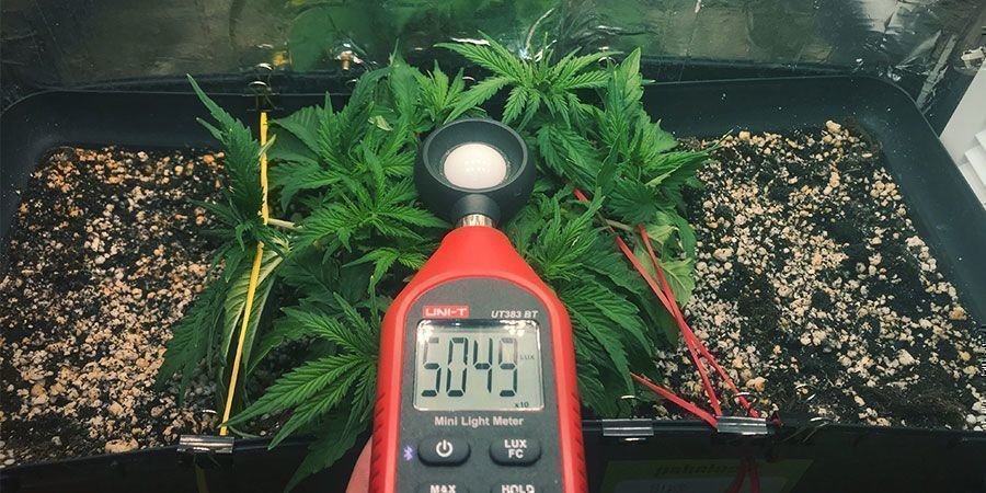 Utilisez Un Luxmètre Ou Un Compteur Par - plantes de cannabis