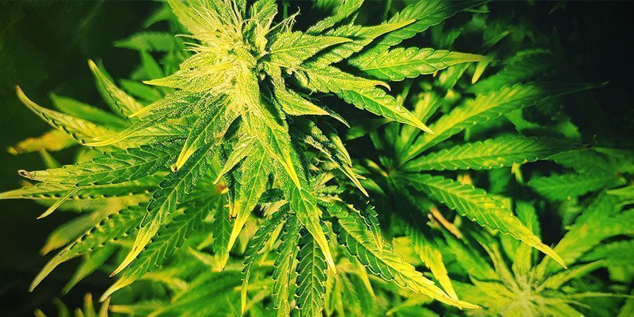 Quels Sont Les Signes De Stress Liés À L’éclairage ? plantes de cannabis