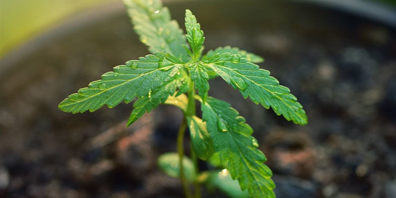 Bien Gérer L'Éclairage - Prendre Soin Des Jeunes Pousses De Cannabis