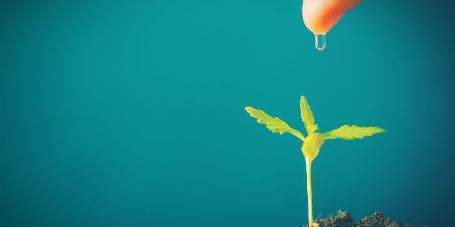 Tout Dépend De L'Environnement - Prendre Soin Des Jeunes Pousses De Cannabis