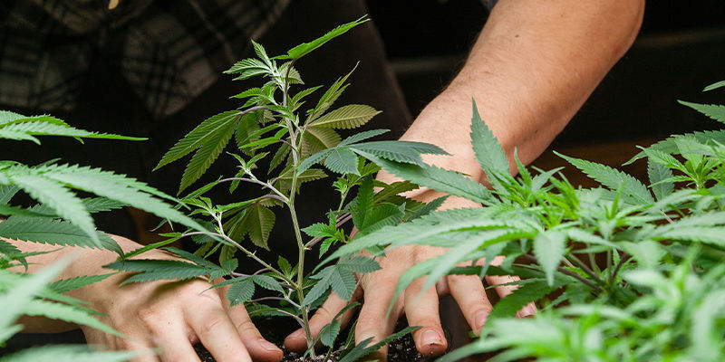 Combien De CO₂ Nécessaire Pour Cultiver Du Cannabis ?